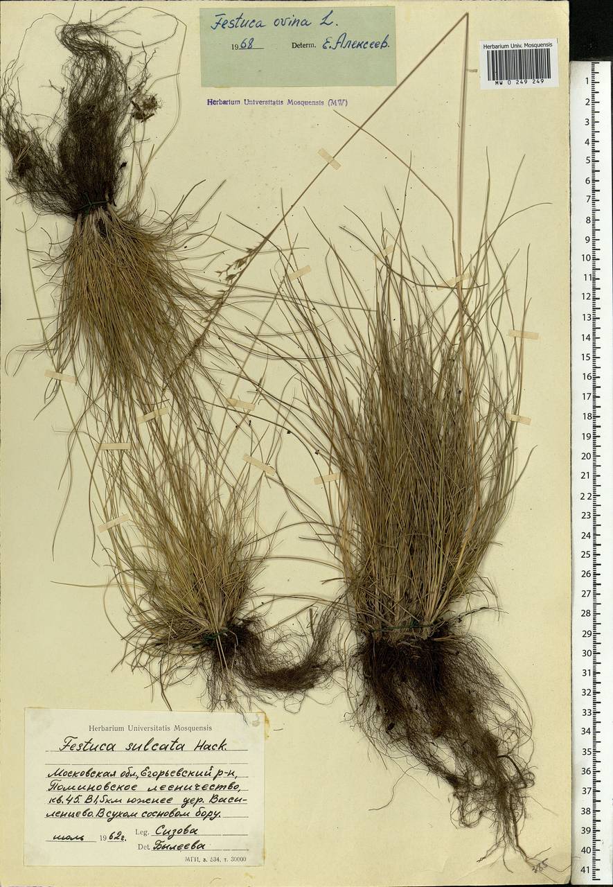 Festuca ovina L., Eastern Europe, Moscow region (E4a) (Russia)