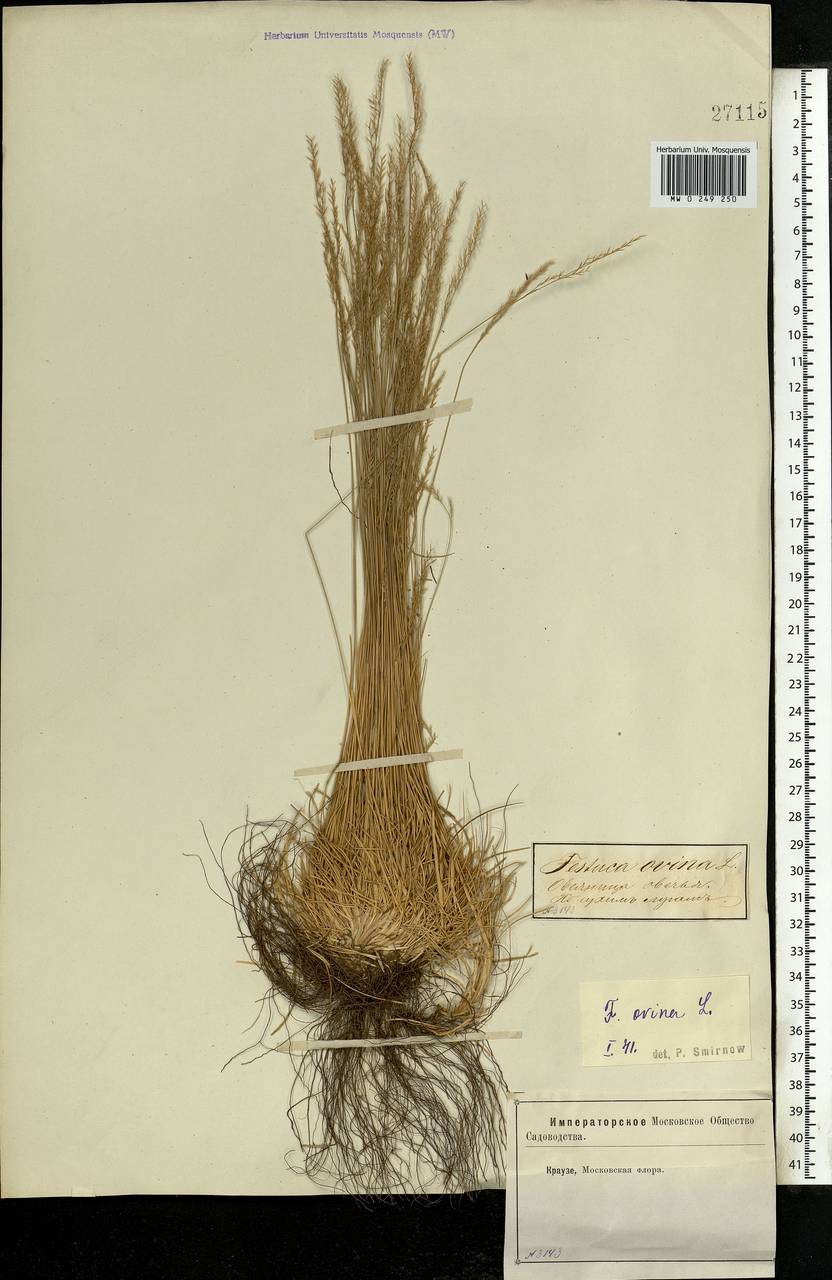 Festuca ovina L., Eastern Europe, Moscow region (E4a) (Russia)