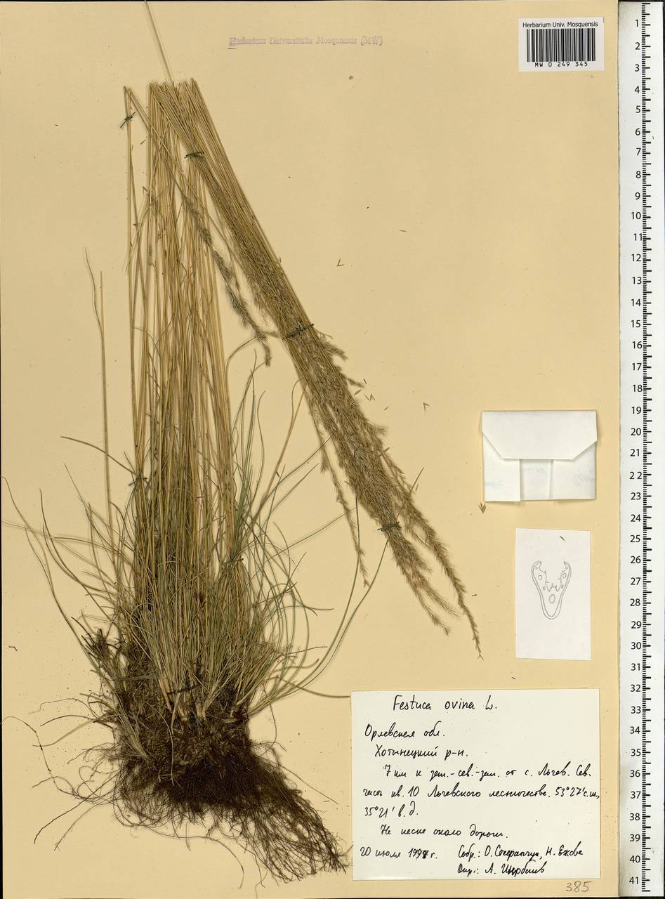 Festuca ovina L., Eastern Europe, Central forest-and-steppe region (E6) (Russia)