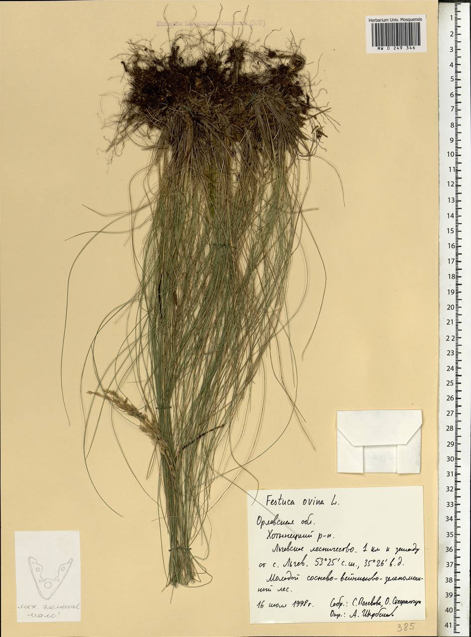Festuca ovina L., Eastern Europe, Central forest-and-steppe region (E6) (Russia)