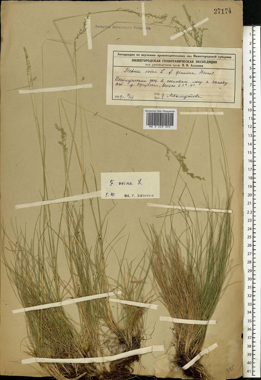 Festuca ovina L., Eastern Europe, Central forest region (E5) (Russia)