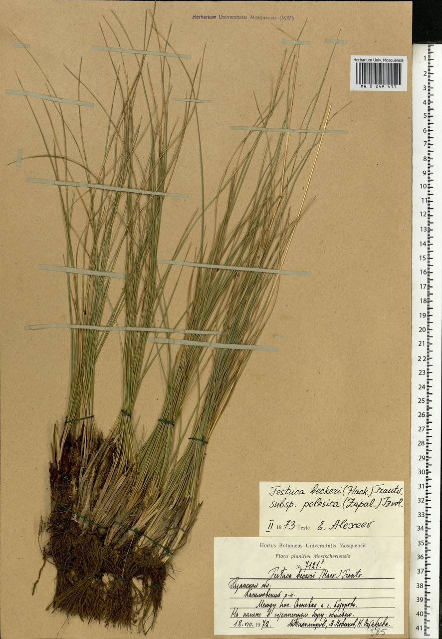 Festuca beckeri (Hack.) Trautv., Eastern Europe, Central region (E4) (Russia)