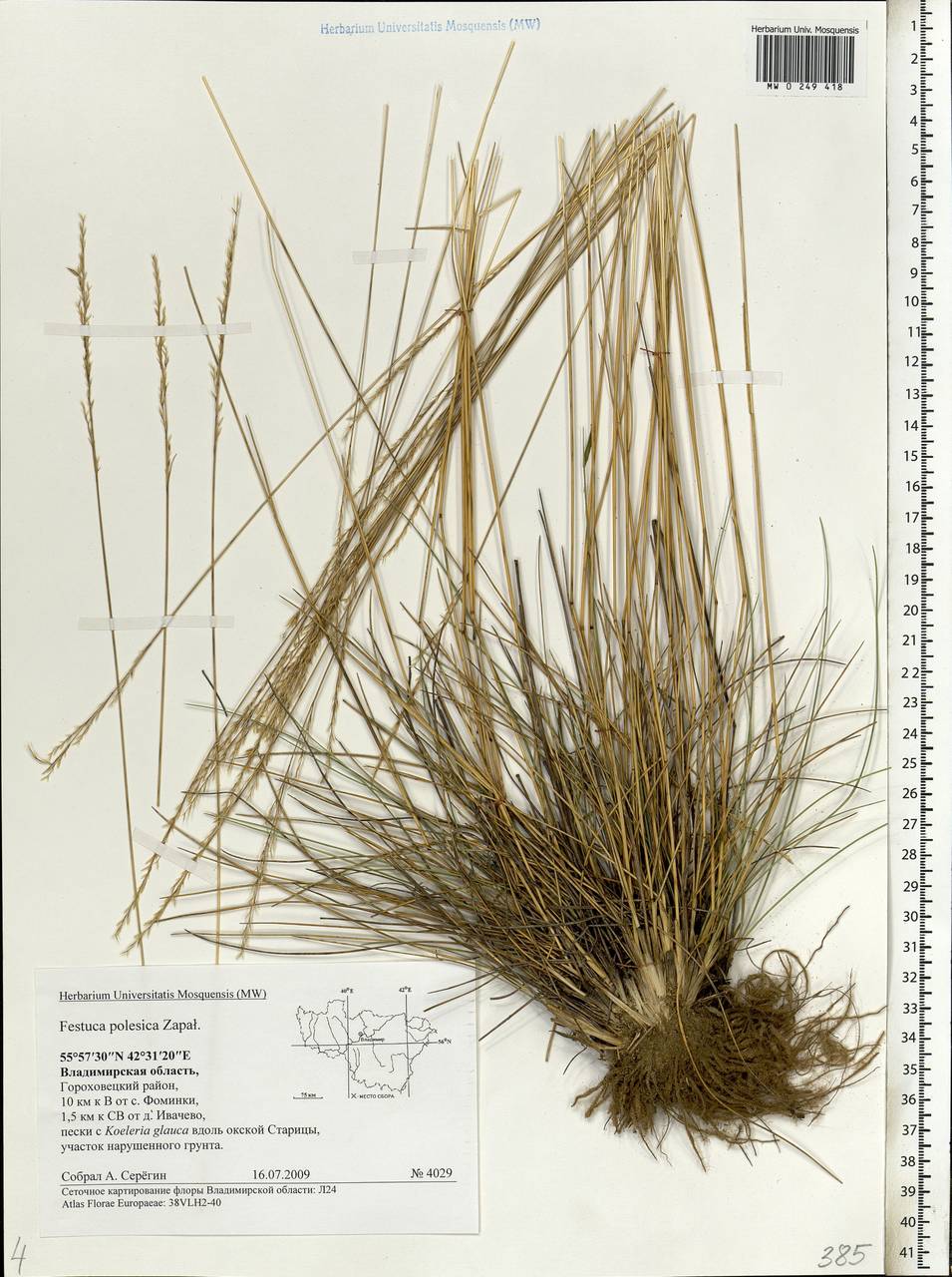 Festuca beckeri (Hack.) Trautv., Eastern Europe, Central region (E4) (Russia)