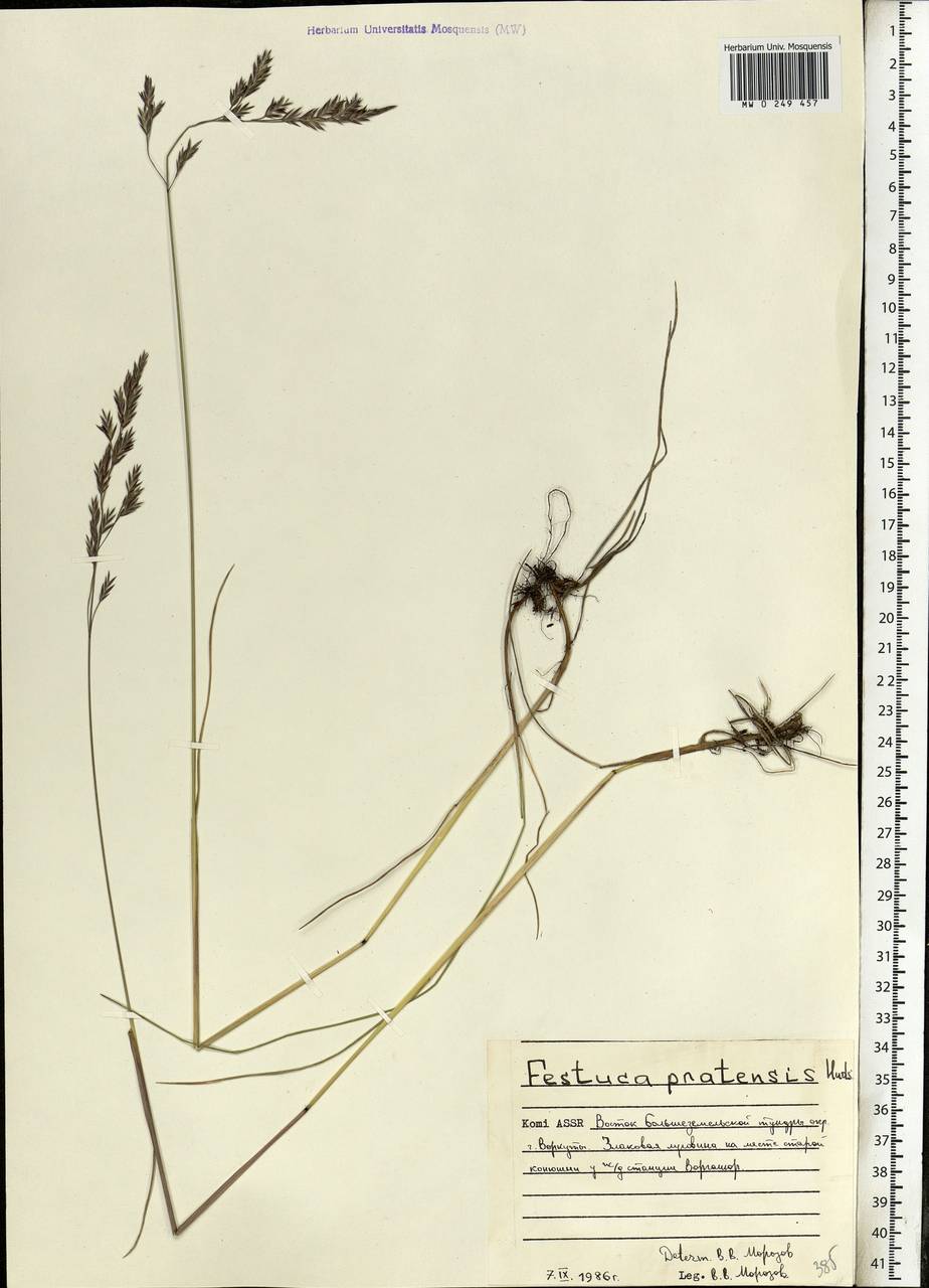 Lolium pratense, Eastern Europe, Northern region (E1) (Russia)