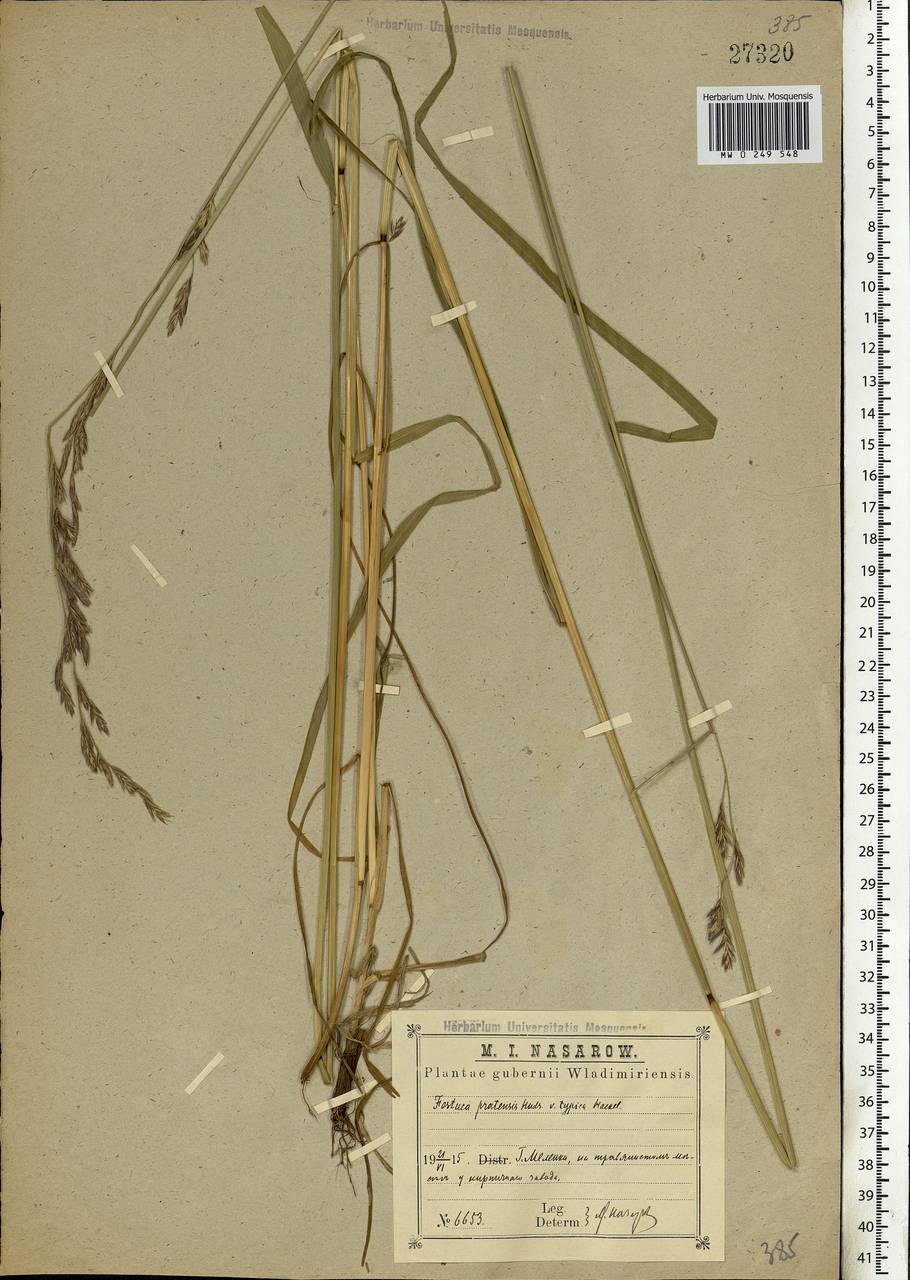 Lolium pratense, Eastern Europe, Central region (E4) (Russia)