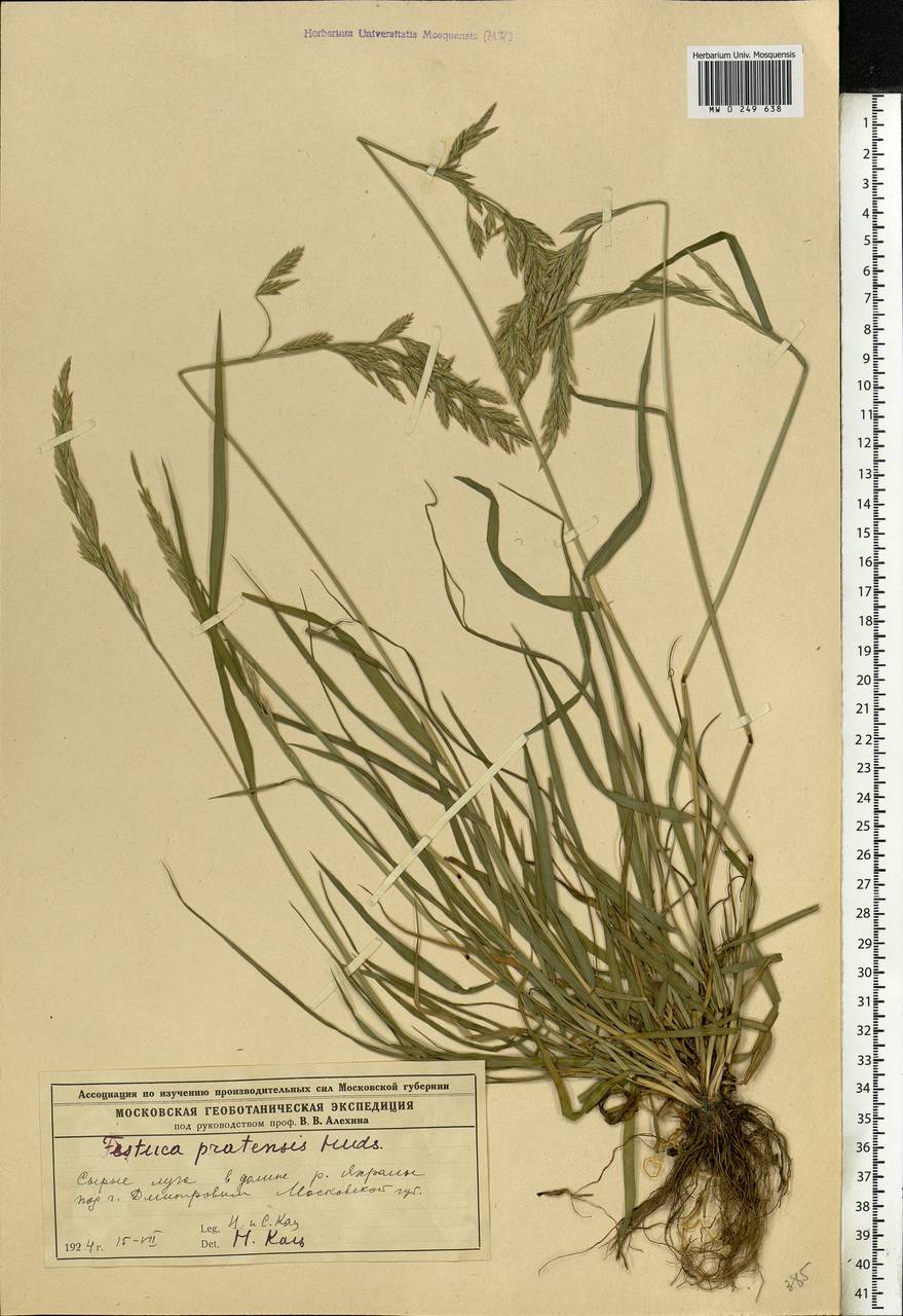Lolium pratense (Huds.) Darbysh., Eastern Europe, Moscow region (E4a) (Russia)