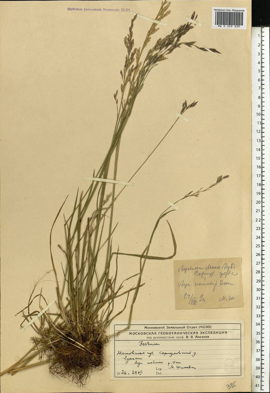 Lolium pratense (Huds.) Darbysh., Eastern Europe, Moscow region (E4a) (Russia)