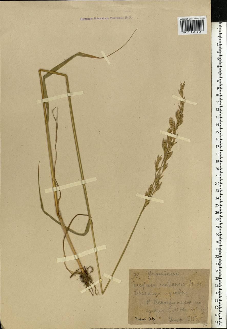 Lolium pratense, Eastern Europe, Moscow region (E4a) (Russia)