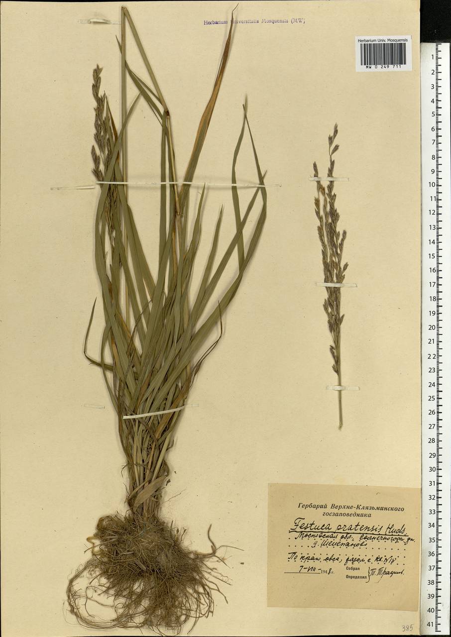 Lolium pratense, Eastern Europe, Moscow region (E4a) (Russia)