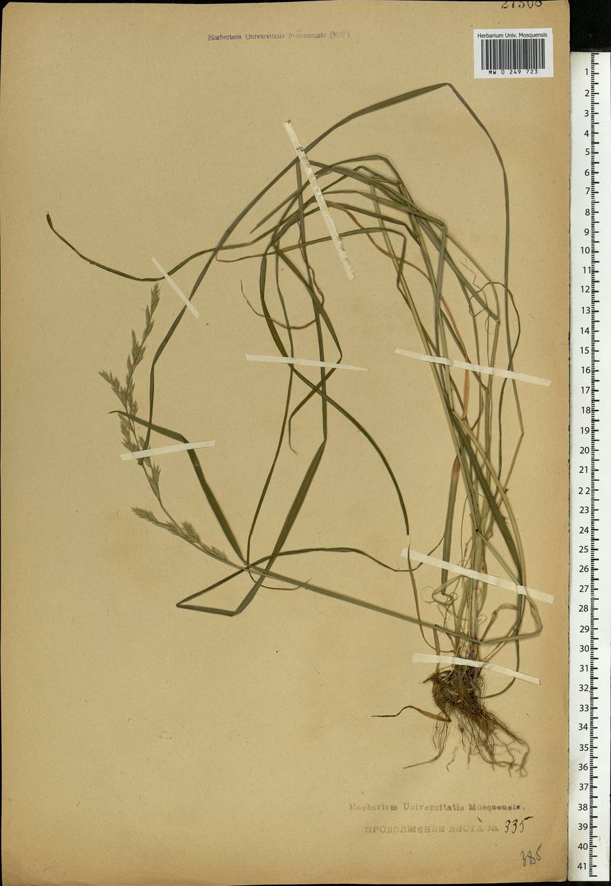 Lolium pratense (Huds.) Darbysh., Eastern Europe, Central forest region (E5) (Russia)