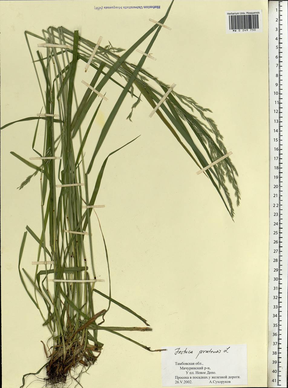 Lolium pratense, Eastern Europe, Central forest-and-steppe region (E6) (Russia)