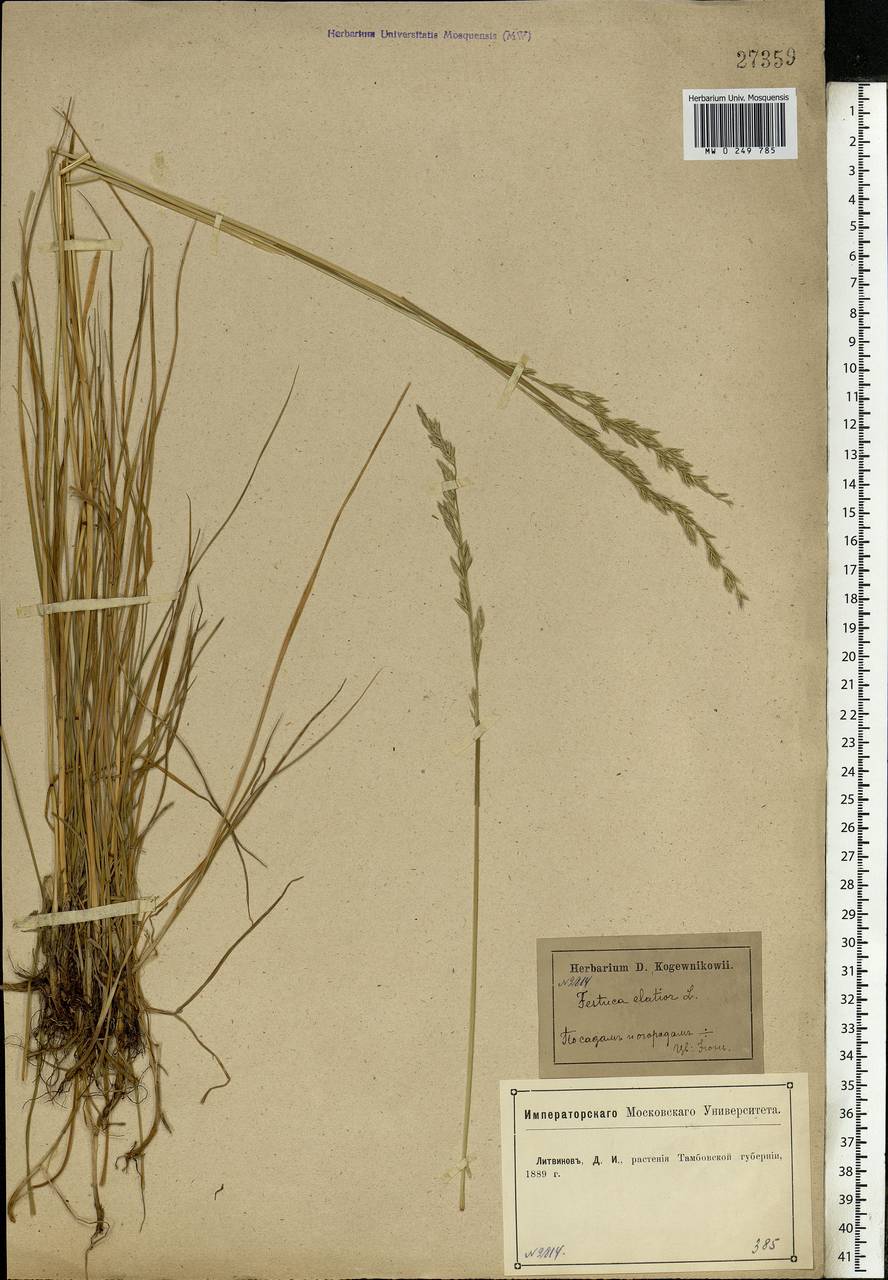Lolium pratense (Huds.) Darbysh., Eastern Europe, Central forest-and-steppe region (E6) (Russia)