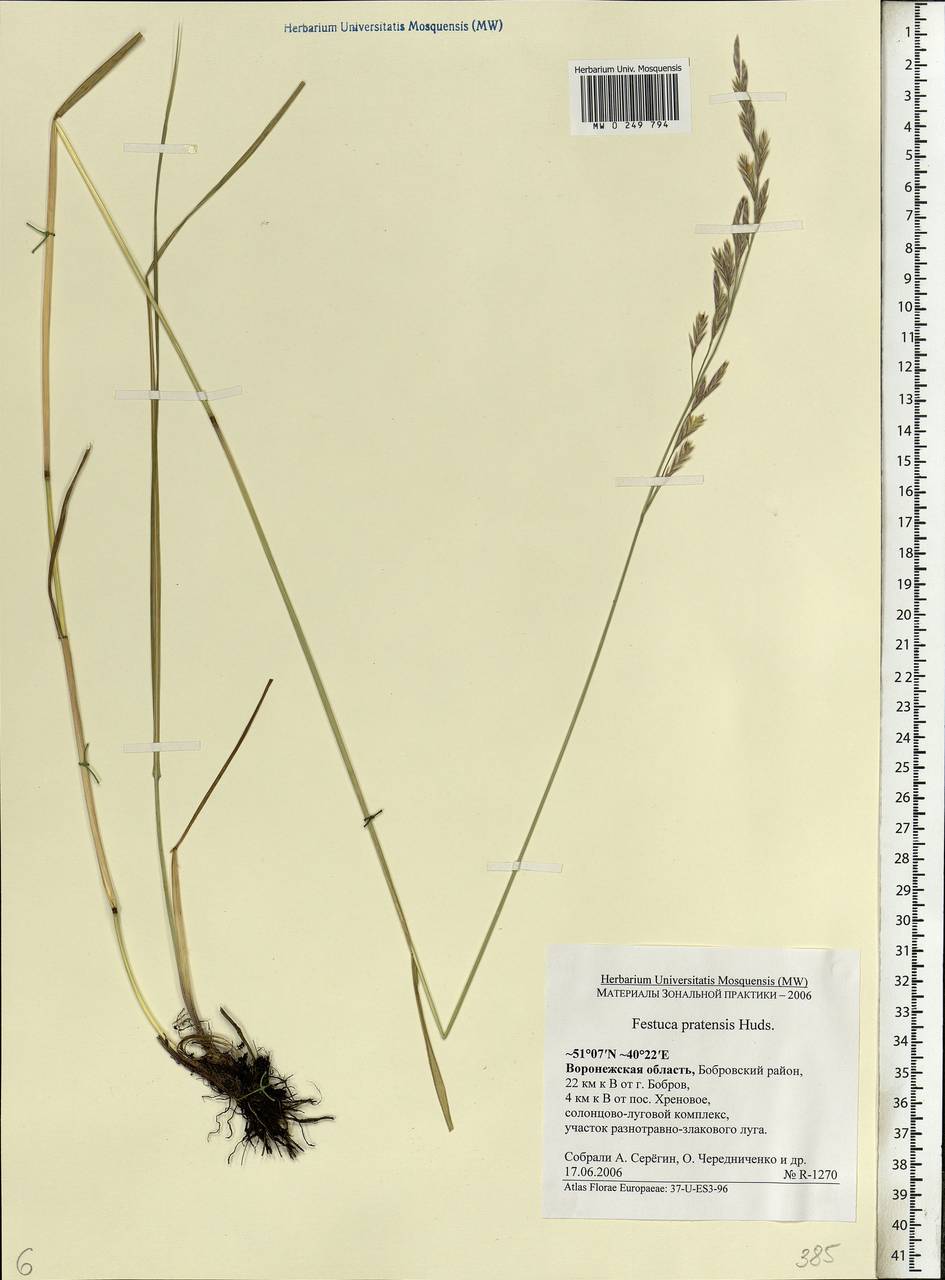 Lolium pratense, Eastern Europe, Central forest-and-steppe region (E6) (Russia)