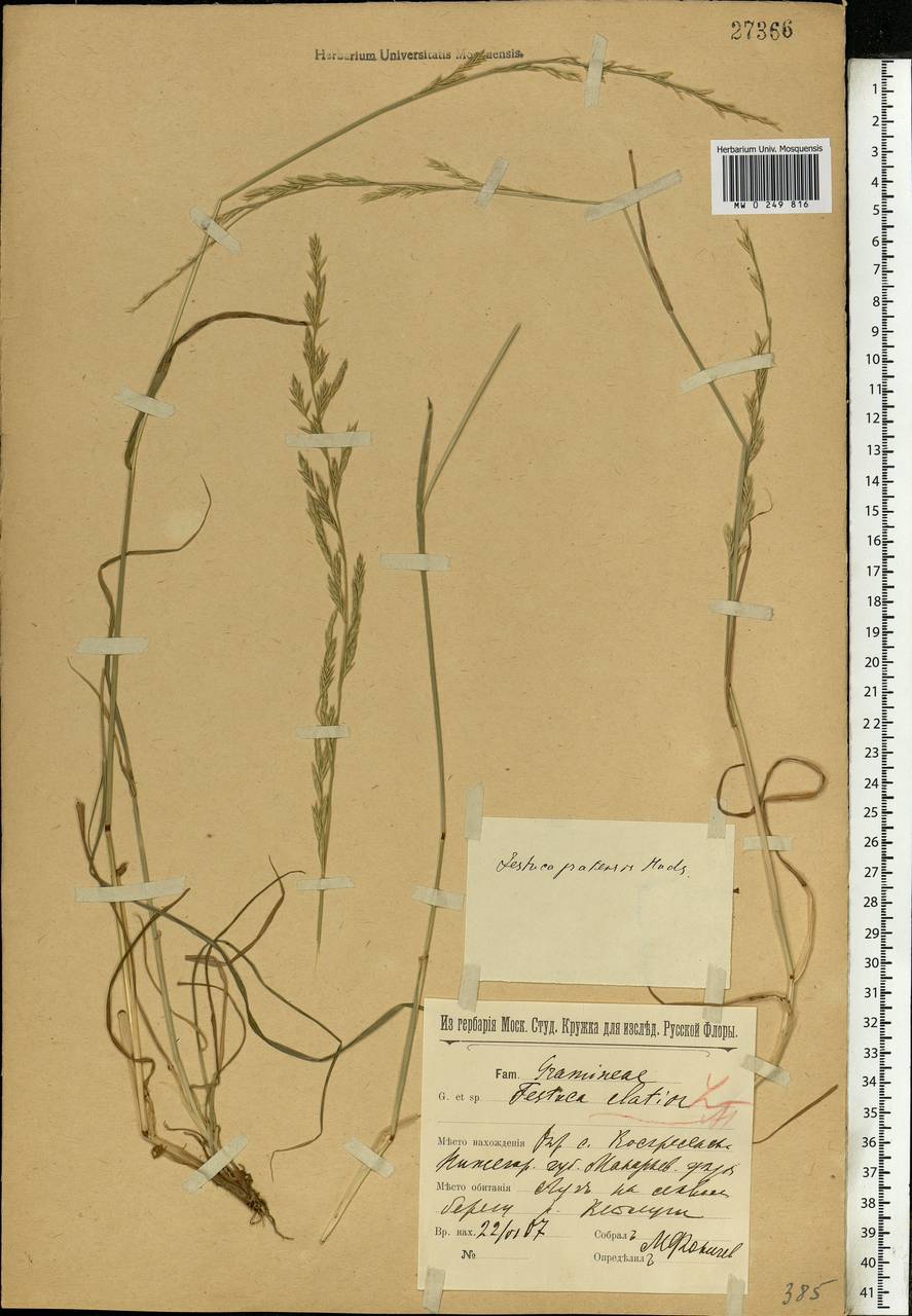 Lolium pratense, Eastern Europe, Volga-Kama region (E7) (Russia)
