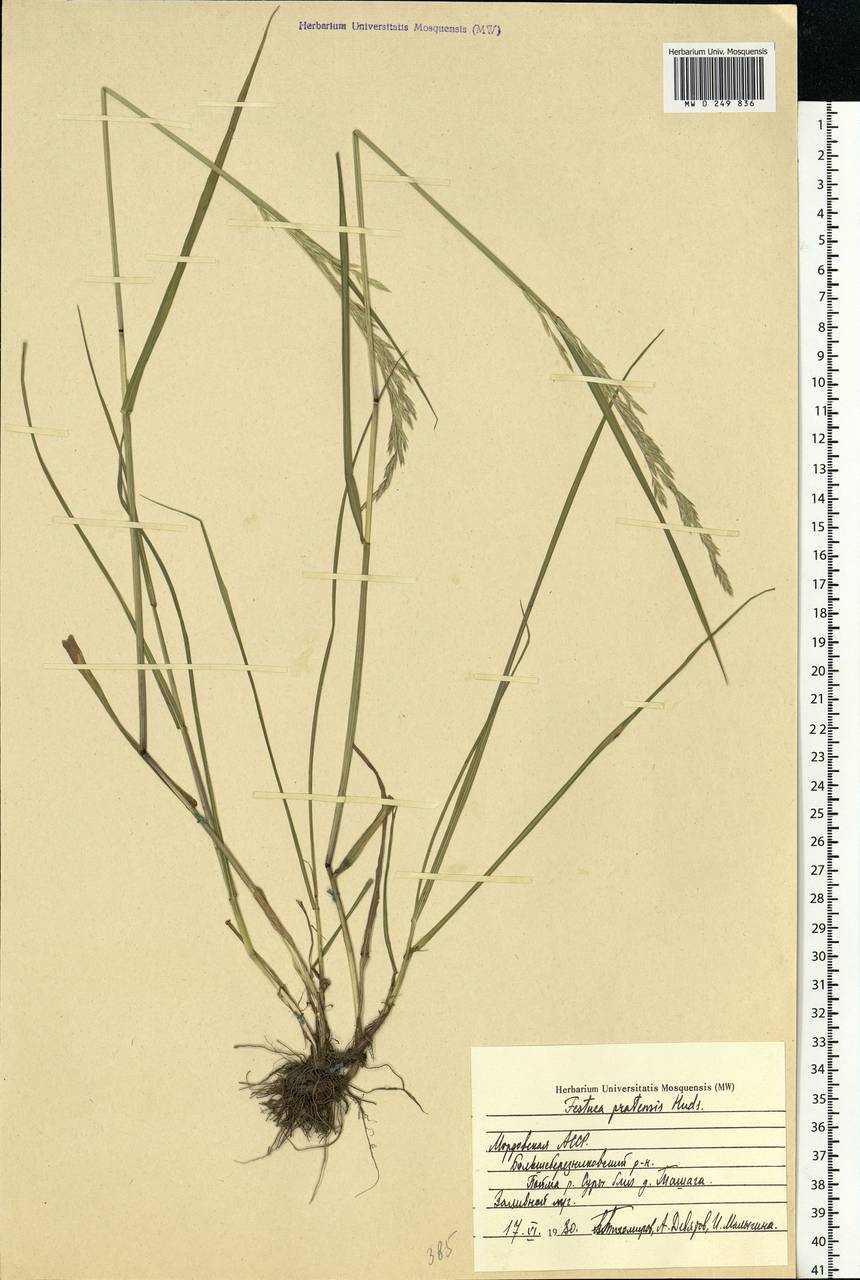 Lolium pratense, Eastern Europe, Middle Volga region (E8) (Russia)