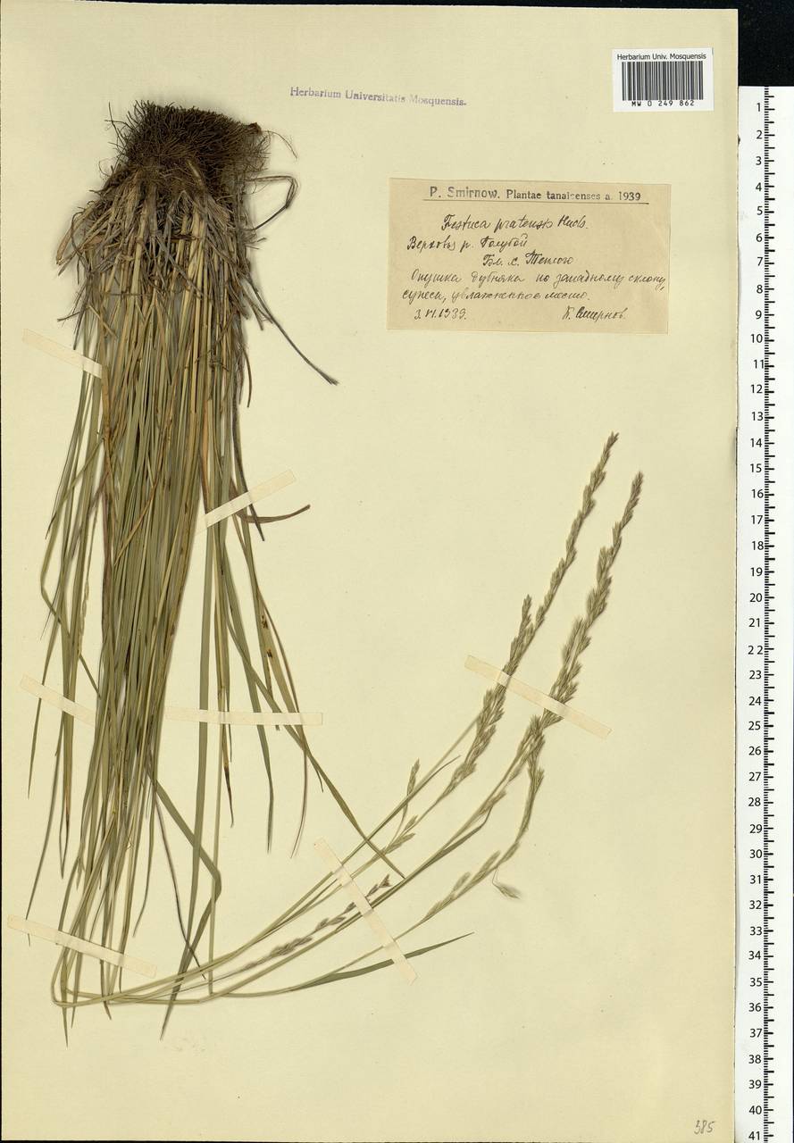 Lolium pratense (Huds.) Darbysh., Eastern Europe, Lower Volga region (E9) (Russia)