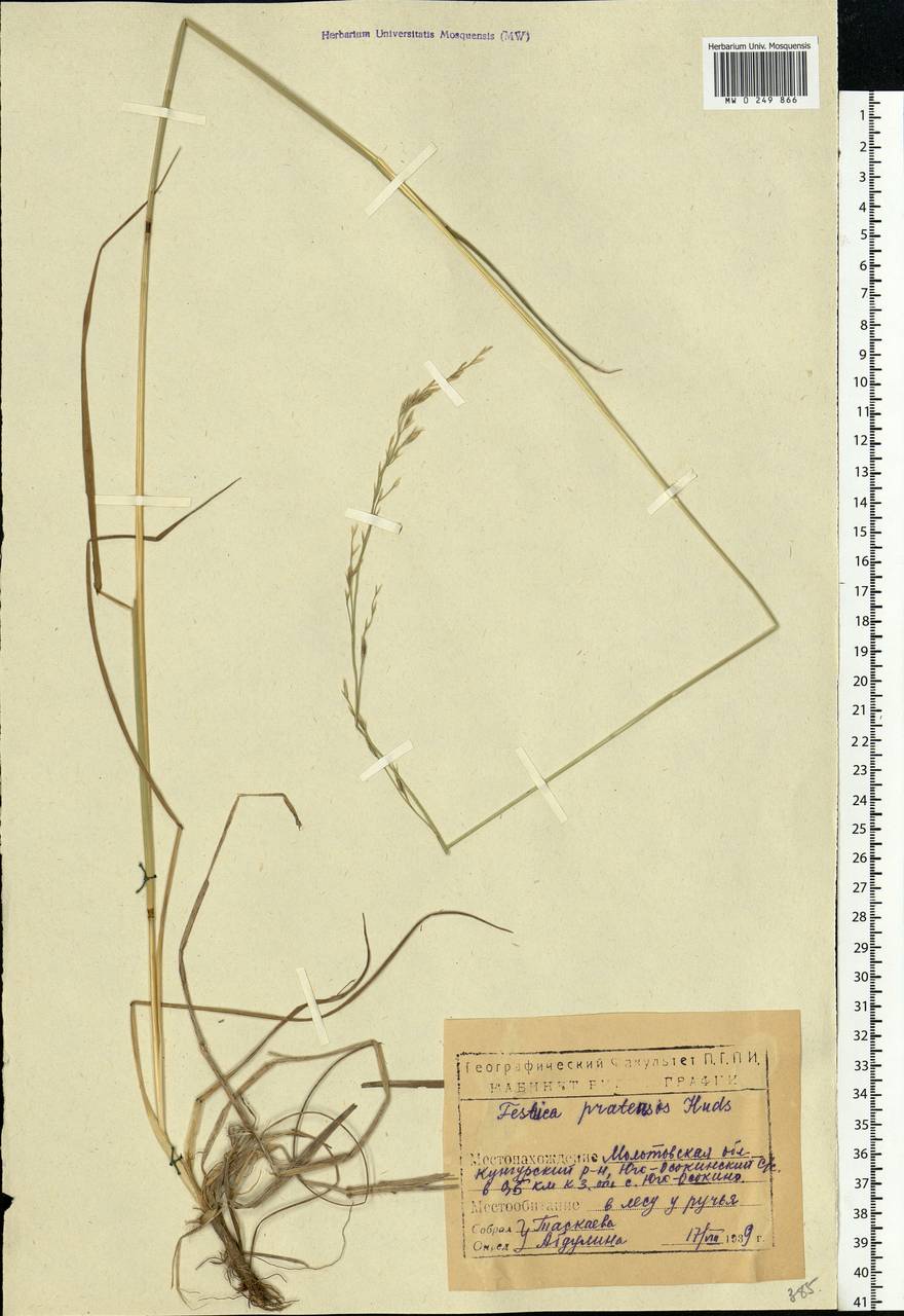 Lolium pratense (Huds.) Darbysh., Eastern Europe, Eastern region (E10) (Russia)