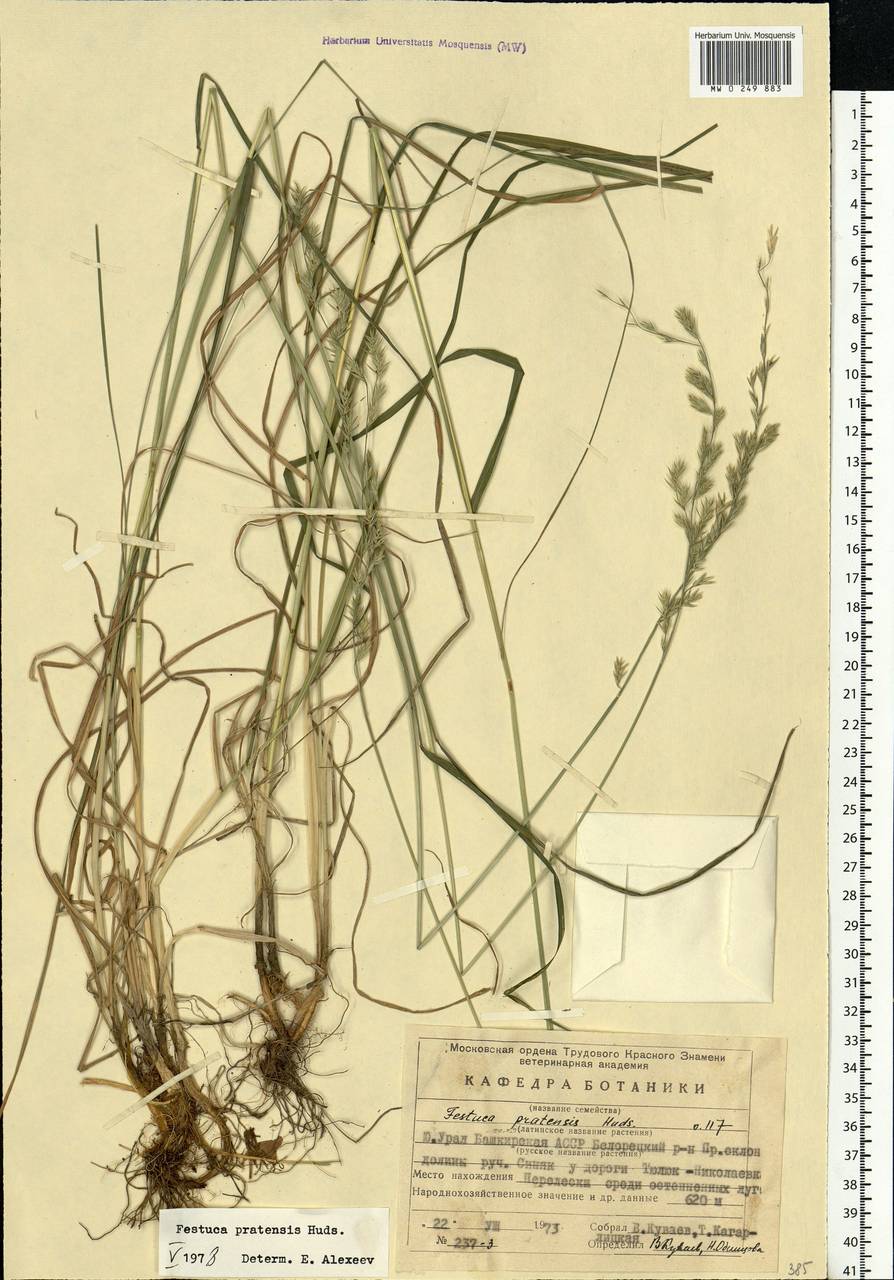 Lolium pratense, Eastern Europe, Eastern region (E10) (Russia)