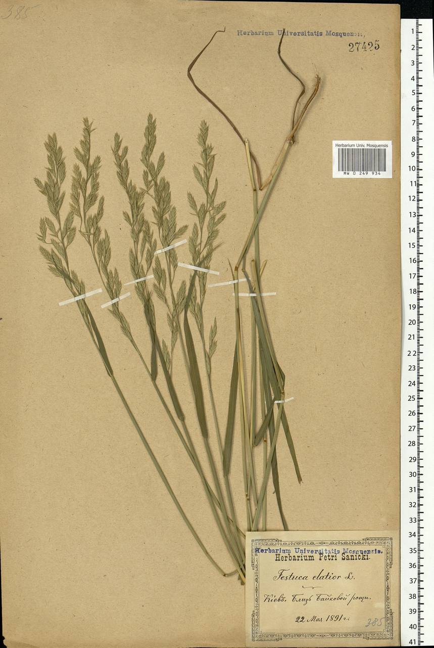Lolium pratense, Eastern Europe, North Ukrainian region (E11) (Ukraine)