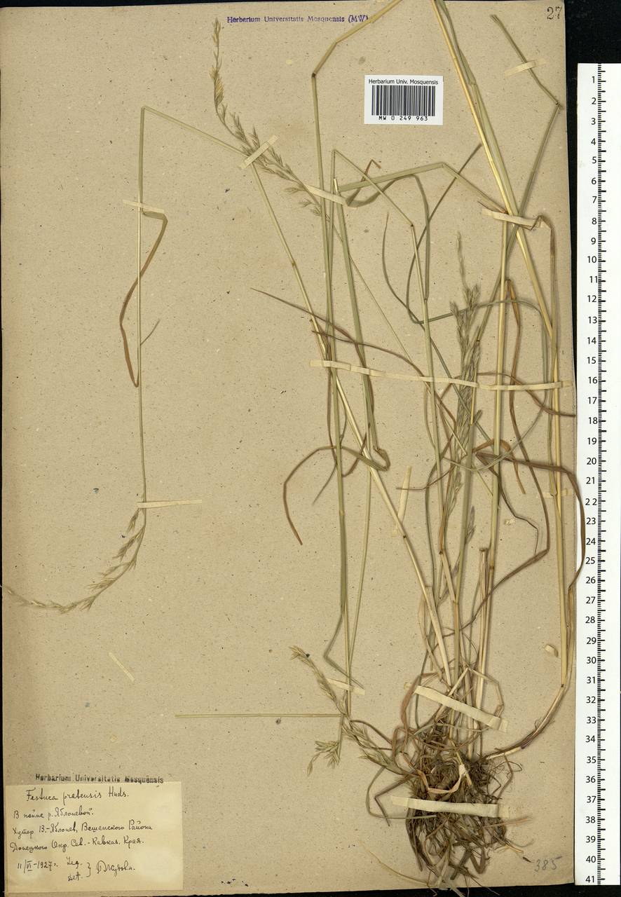 Lolium pratense, Eastern Europe, Rostov Oblast (E12a) (Russia)