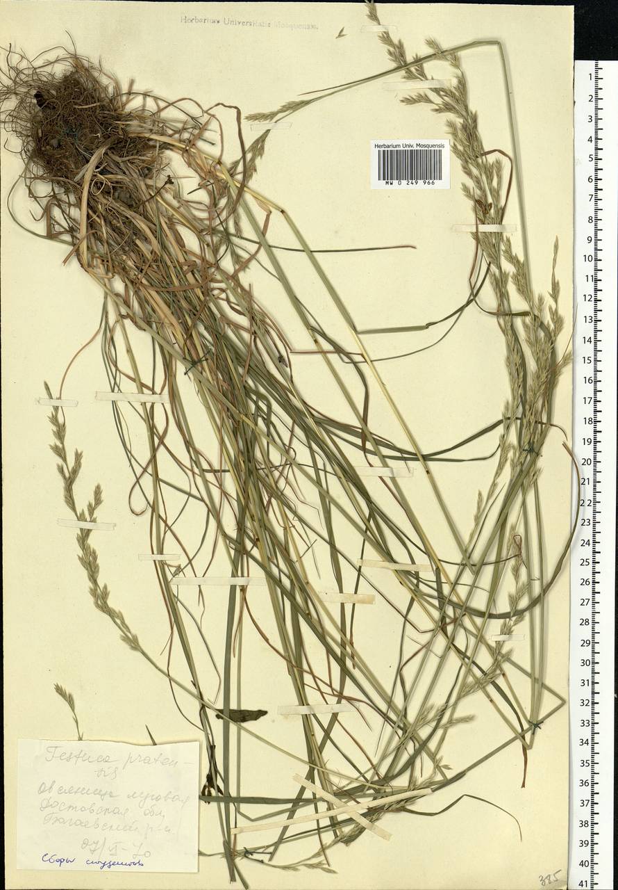 Lolium pratense, Eastern Europe, Rostov Oblast (E12a) (Russia)