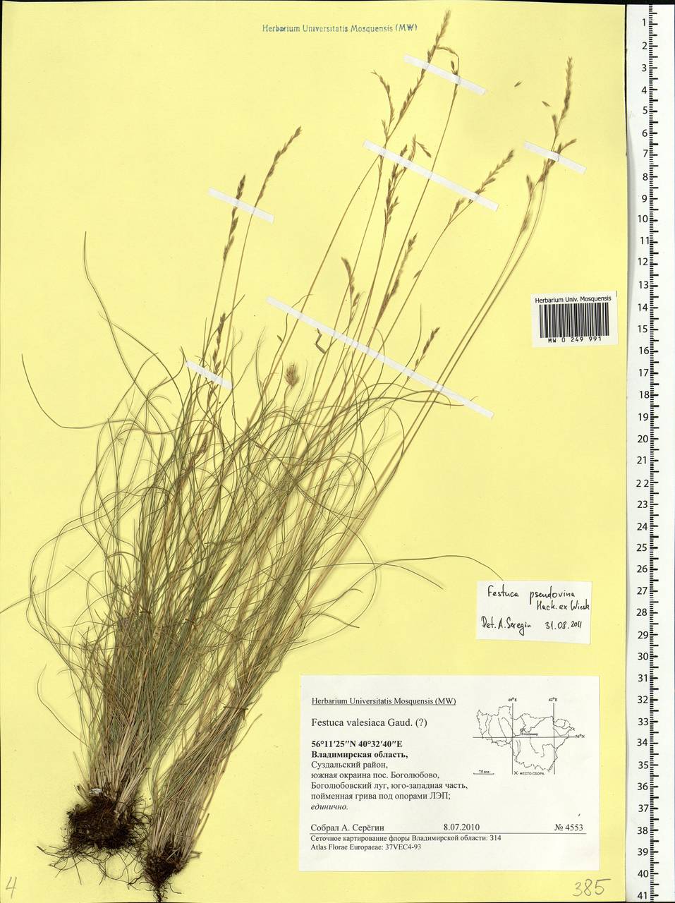 Festuca pulchra Schur, Eastern Europe, Central region (E4) (Russia)