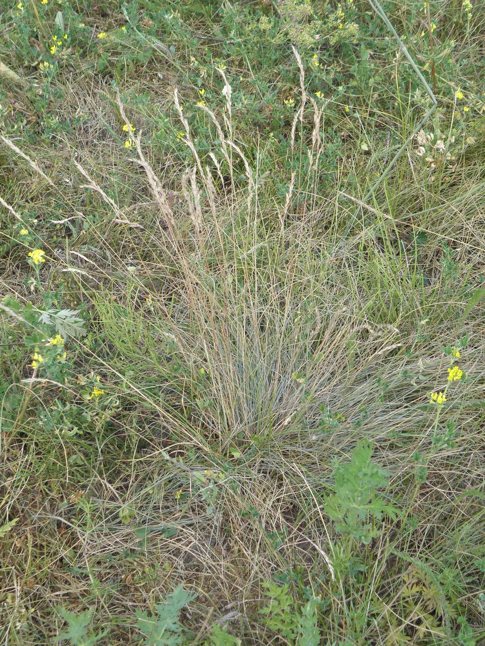 Festuca pulchra Schur, Eastern Europe, Central region (E4) (Russia)