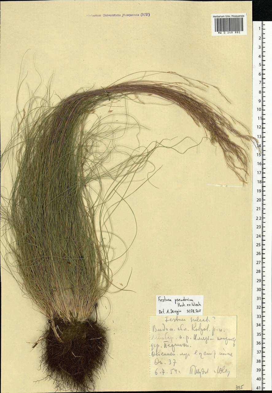 Festuca pulchra Schur, Eastern Europe, Central region (E4) (Russia)