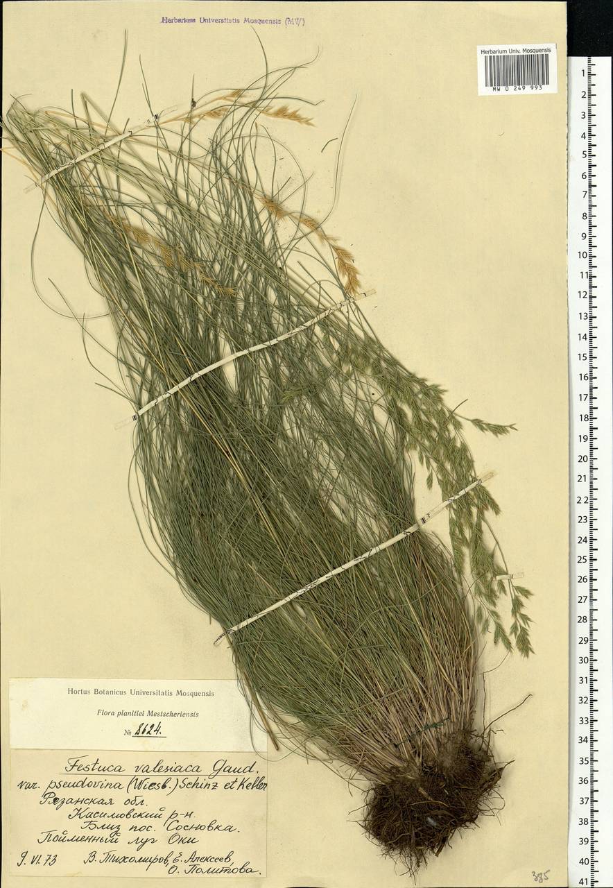 Festuca pulchra Schur, Eastern Europe, Central region (E4) (Russia)