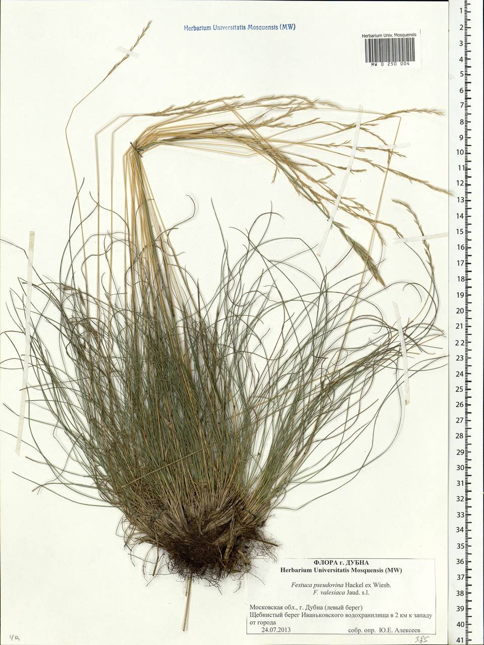 Festuca pulchra Schur, Eastern Europe, Moscow region (E4a) (Russia)