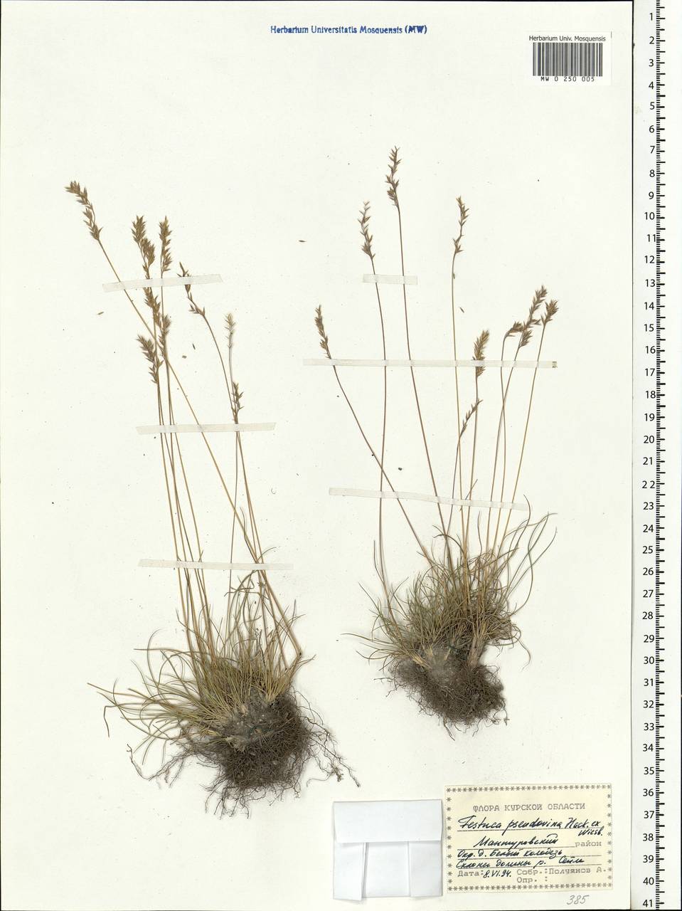 Festuca pulchra Schur, Eastern Europe, Central forest-and-steppe region (E6) (Russia)