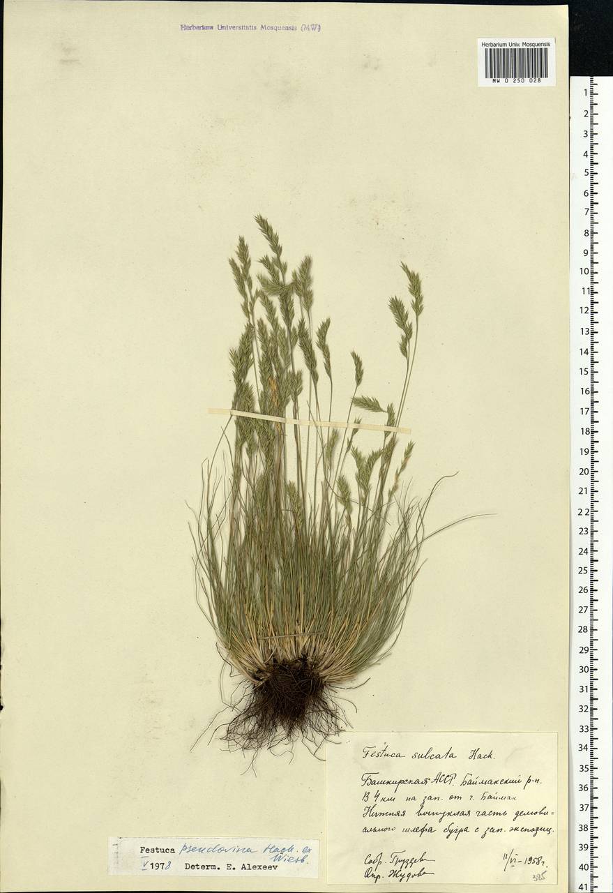 Festuca pulchra Schur, Eastern Europe, Eastern region (E10) (Russia)