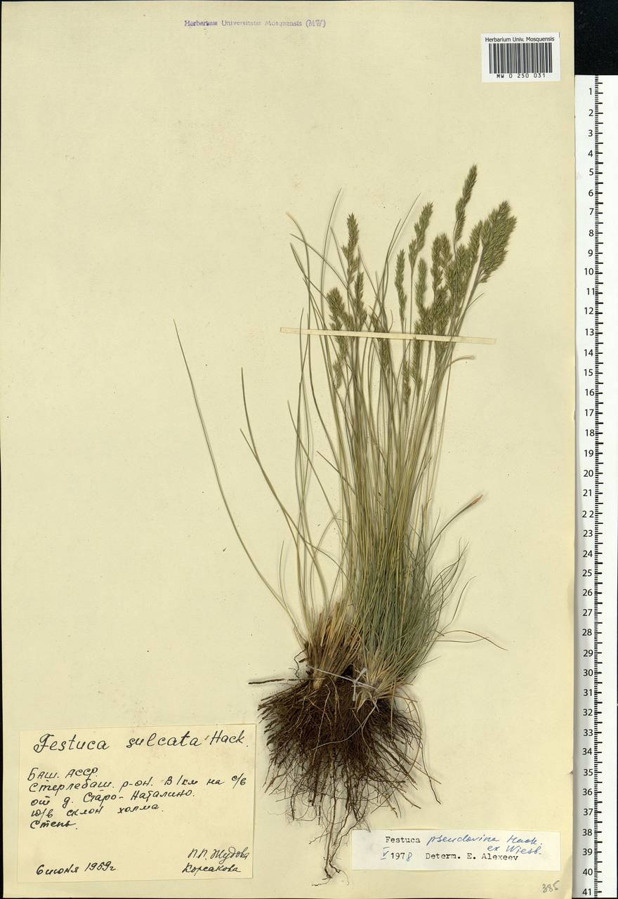 Festuca pulchra Schur, Eastern Europe, Eastern region (E10) (Russia)