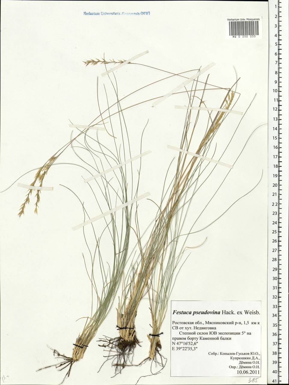 Festuca pulchra Schur, Eastern Europe, Rostov Oblast (E12a) (Russia)