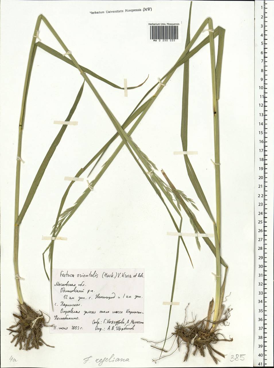 Festuca orientalis (Boiss.) B.Fedtsch., Eastern Europe, Moscow region (E4a) (Russia)