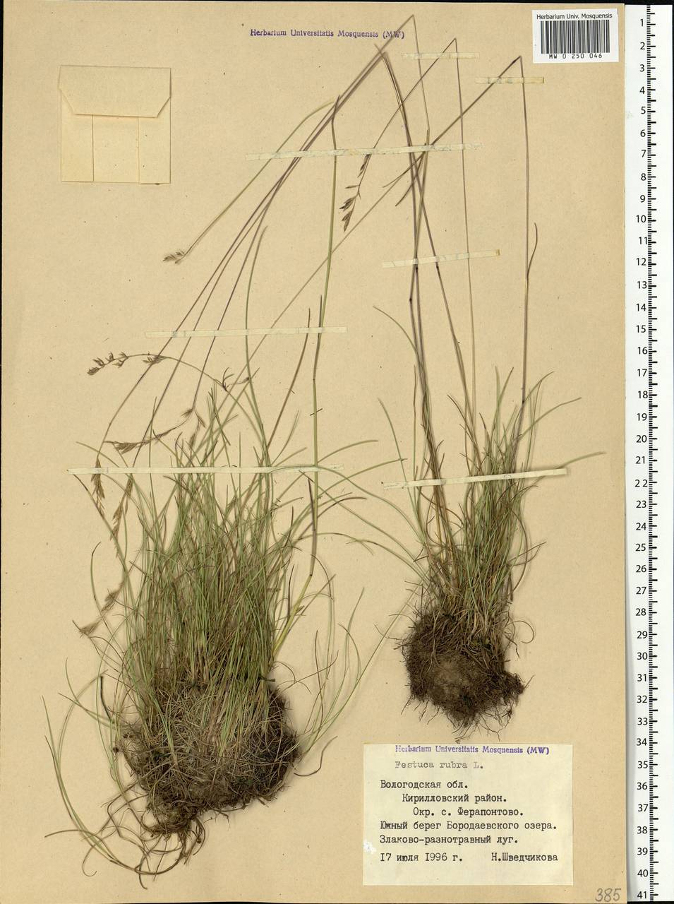Festuca rubra L., Eastern Europe, Northern region (E1) (Russia)