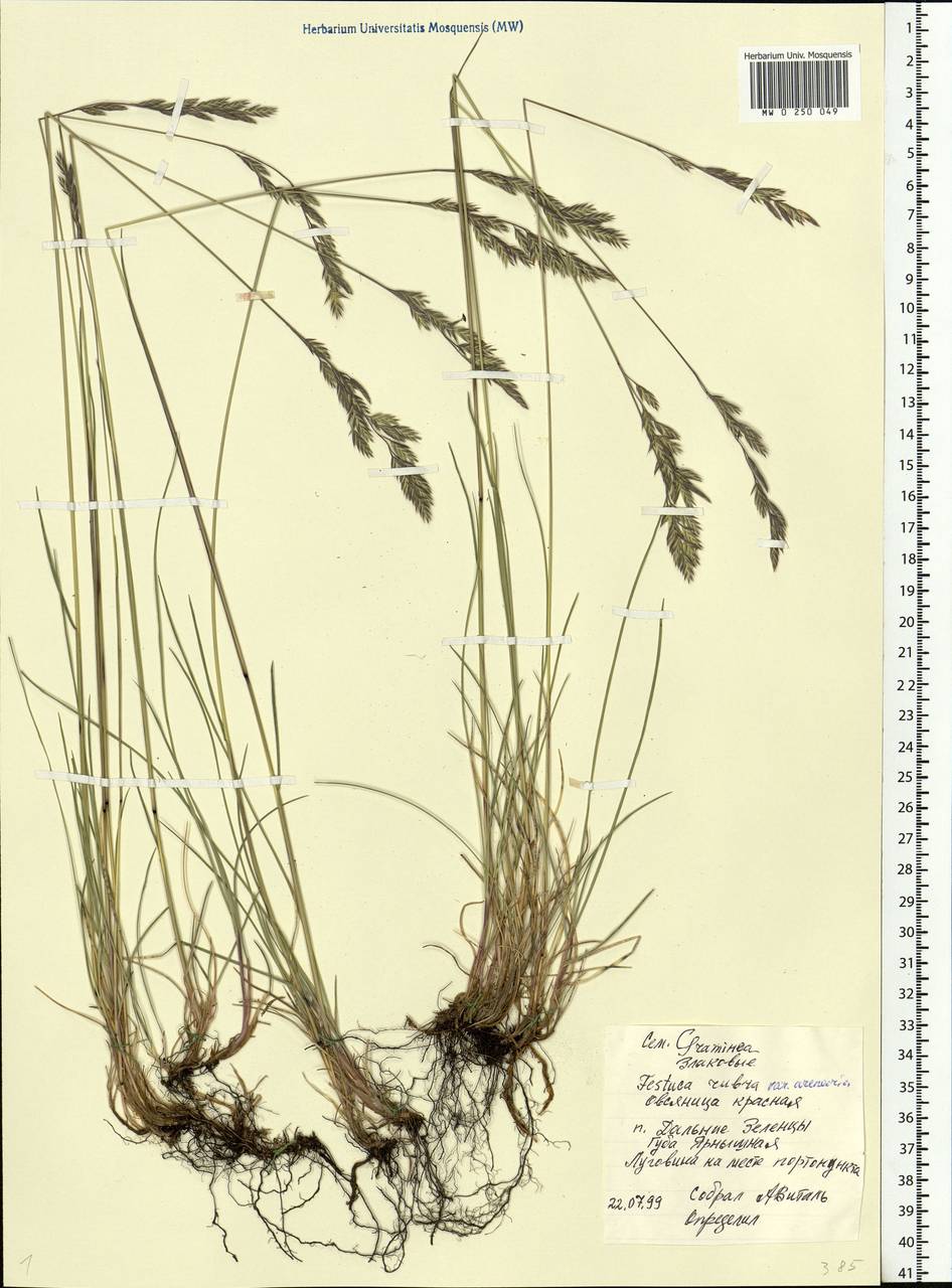 Festuca rubra L., Eastern Europe, Northern region (E1) (Russia)