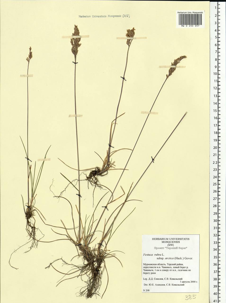 Festuca rubra L., Eastern Europe, Northern region (E1) (Russia)