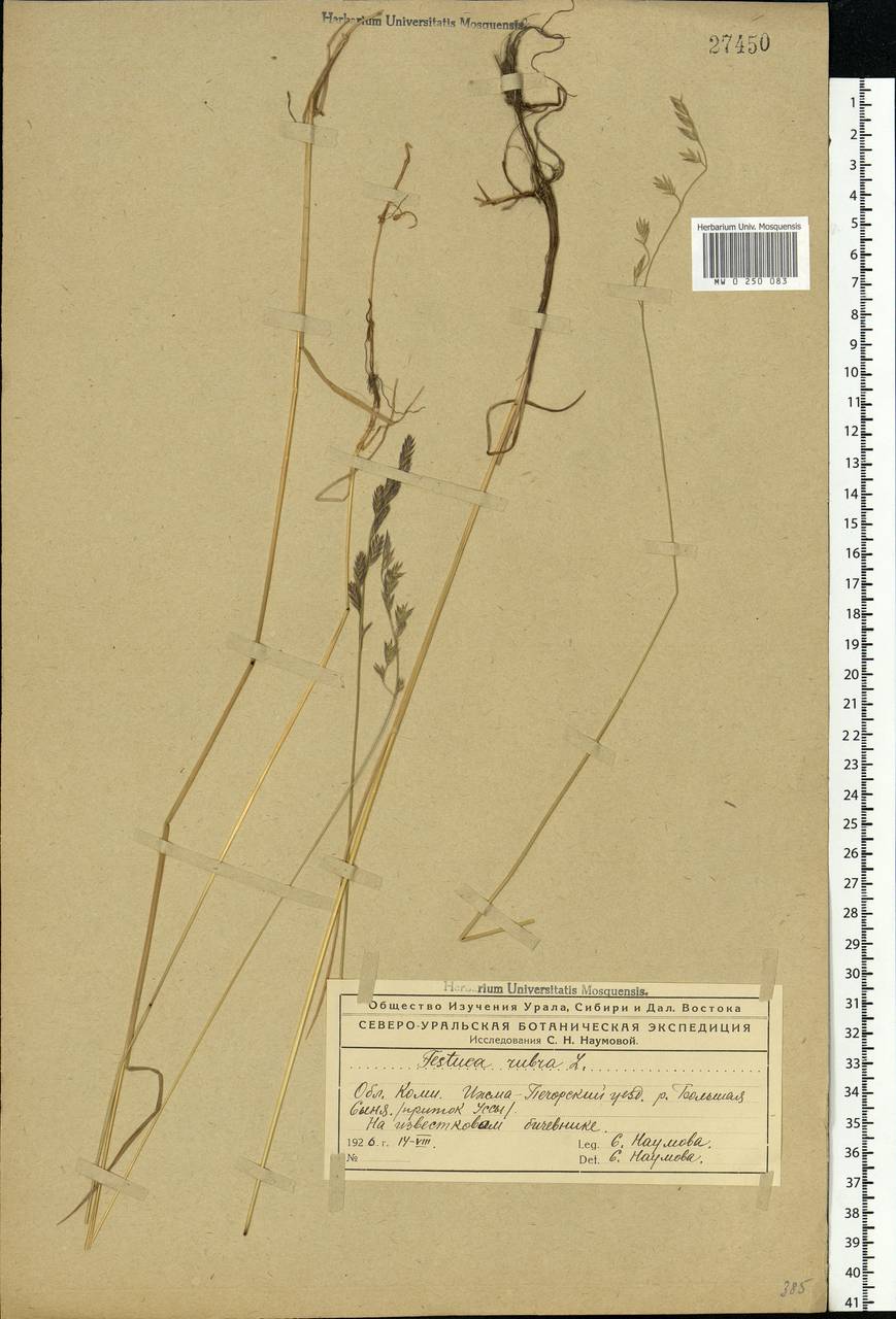 Festuca rubra L., Eastern Europe, Northern region (E1) (Russia)