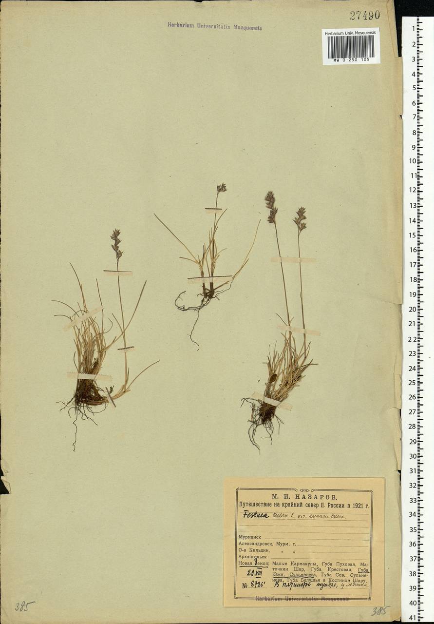 Festuca rubra L., Eastern Europe, Northern region (E1) (Russia)