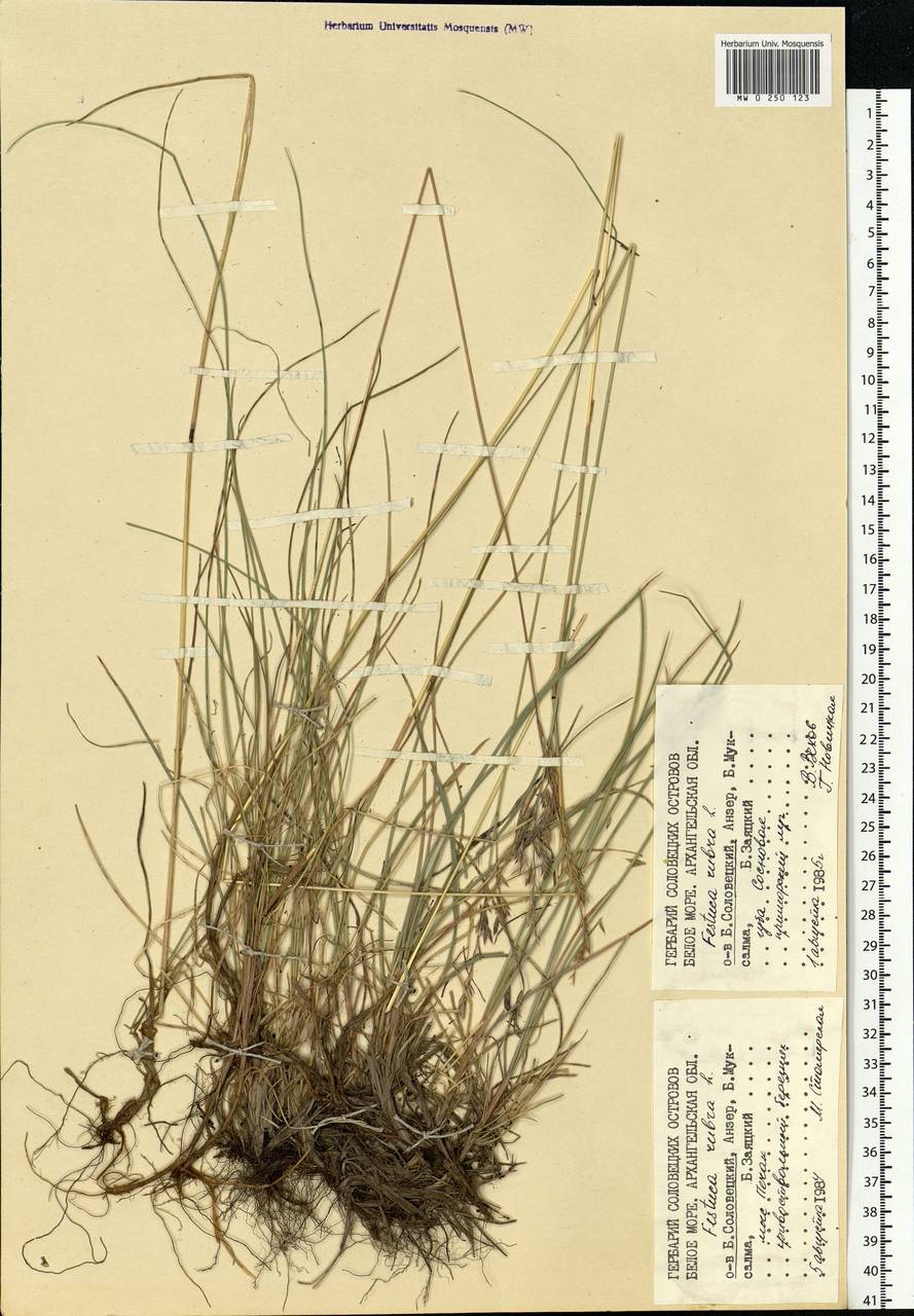 Festuca rubra L., Eastern Europe, Northern region (E1) (Russia)