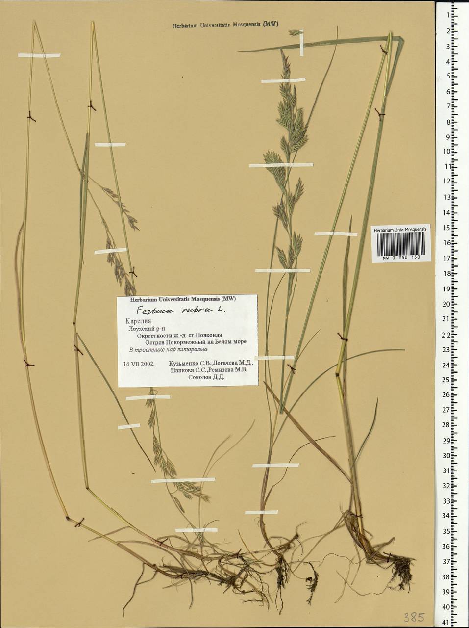 Festuca rubra L., Eastern Europe, Northern region (E1) (Russia)
