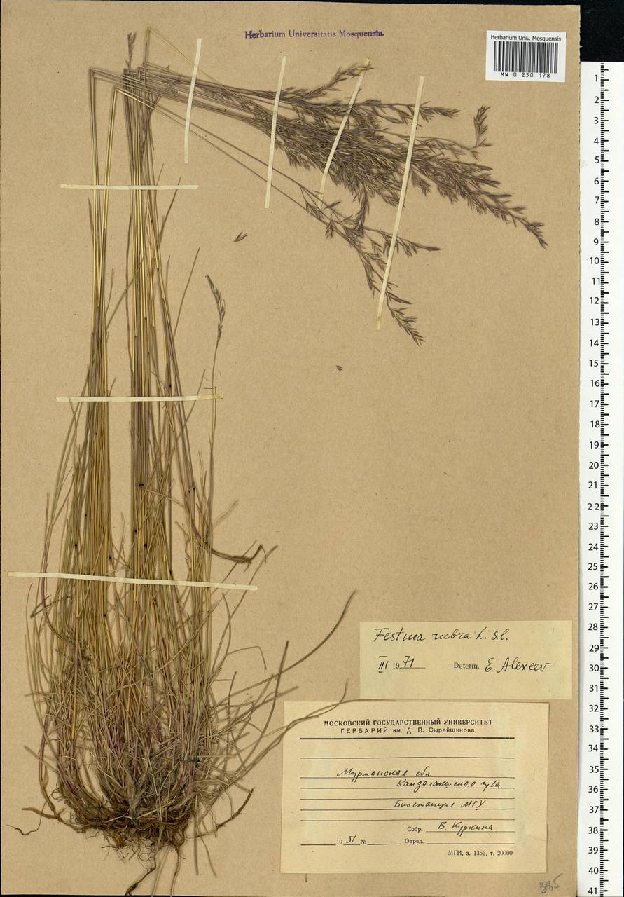 Festuca rubra L., Eastern Europe, Northern region (E1) (Russia)