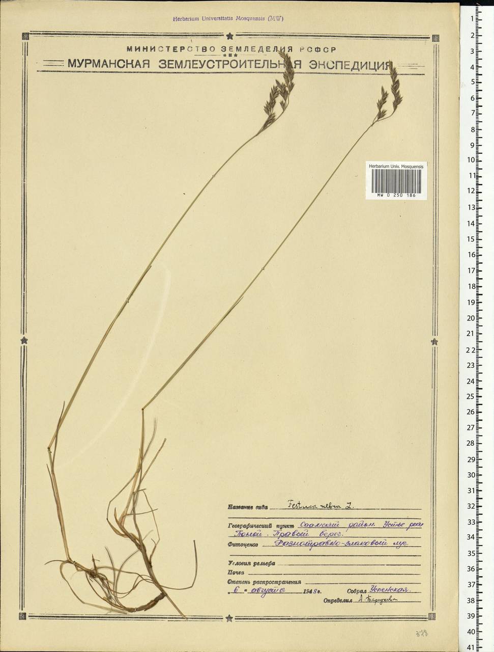Festuca rubra L., Eastern Europe, Northern region (E1) (Russia)