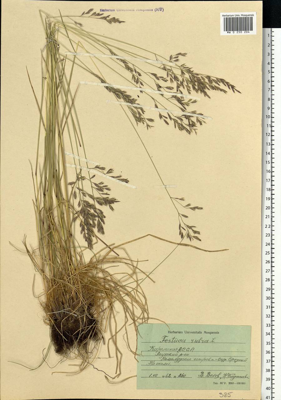 Festuca rubra L., Eastern Europe, Northern region (E1) (Russia)