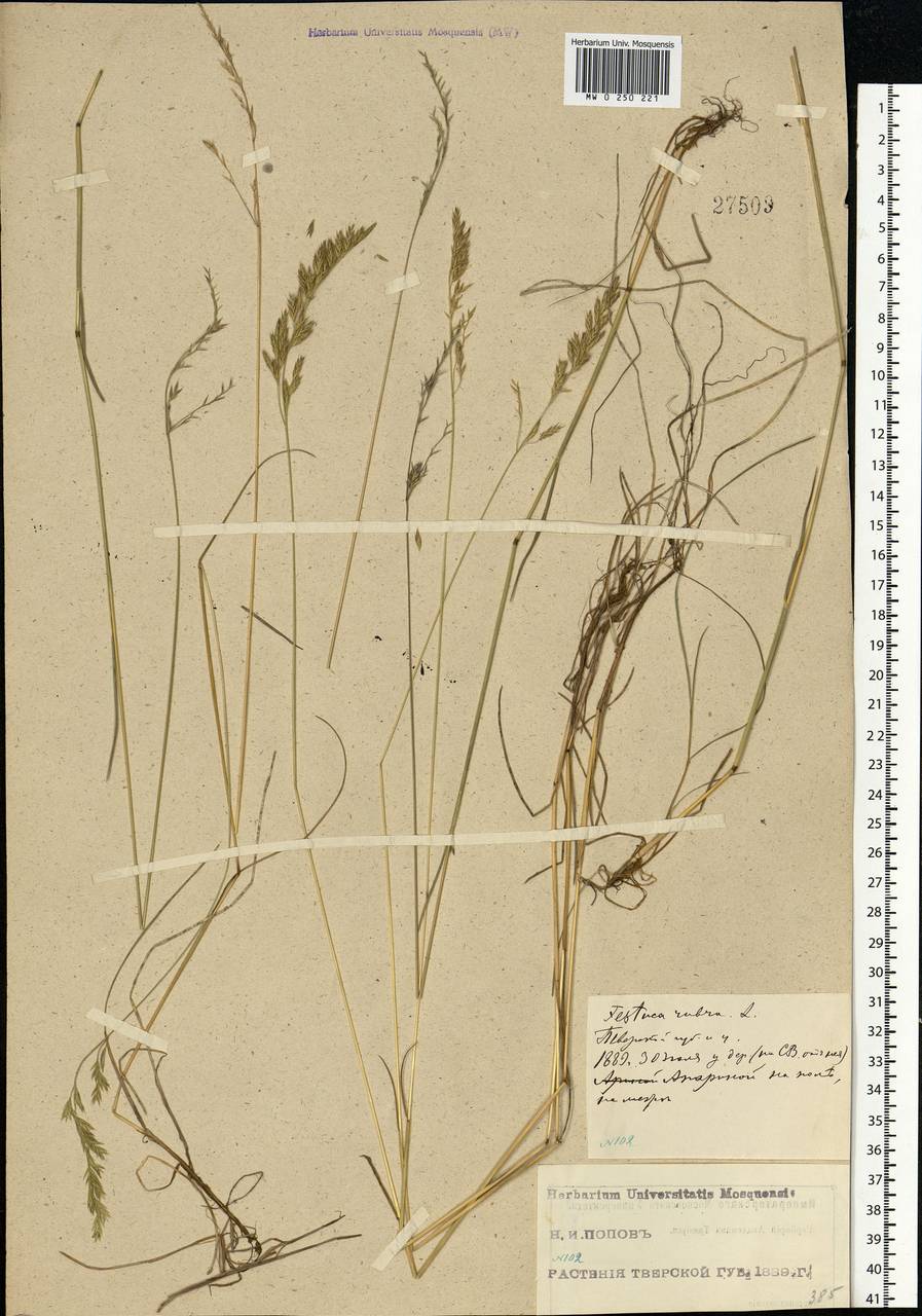 Festuca rubra L., Eastern Europe, North-Western region (E2) (Russia)