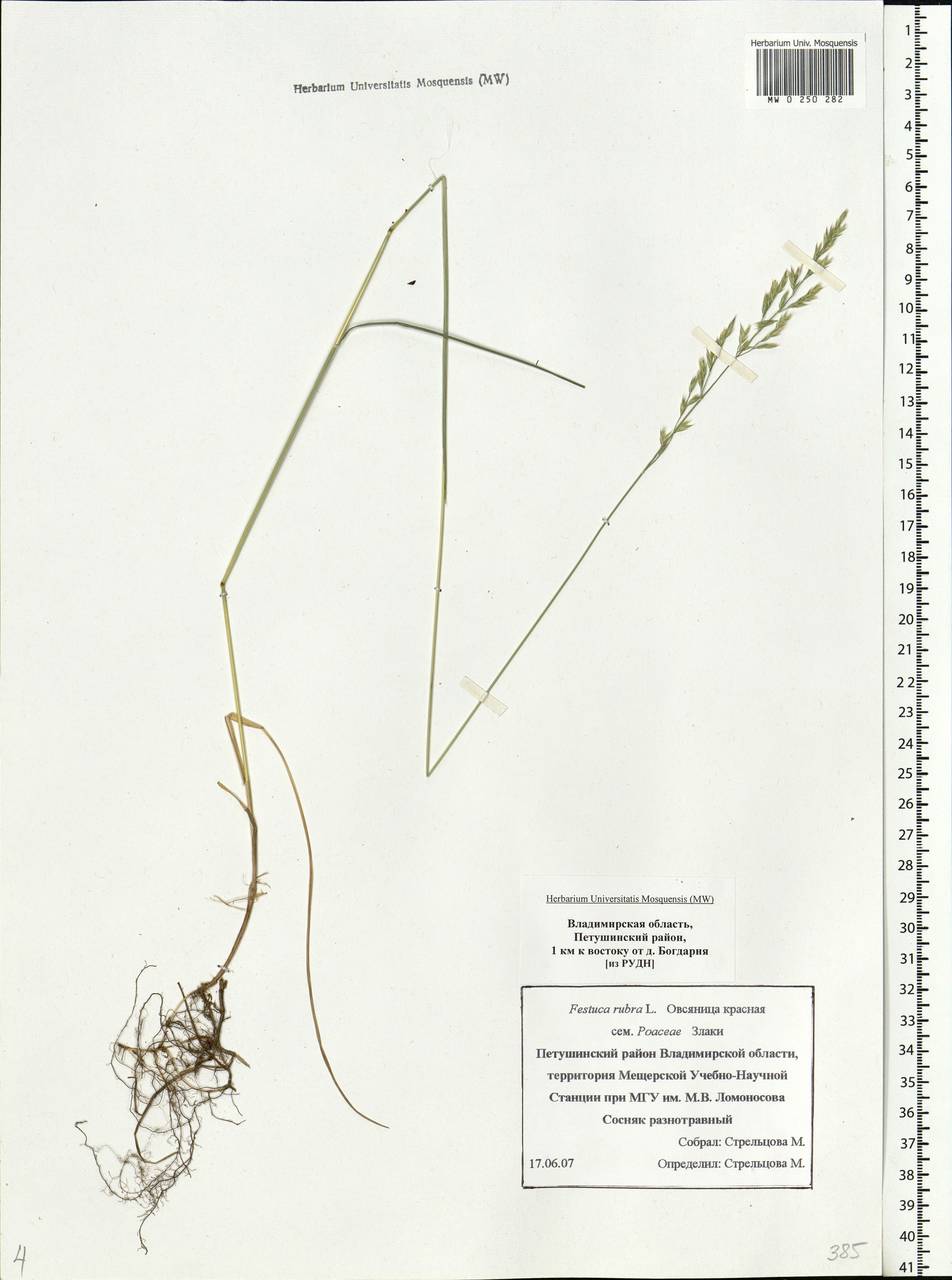 Festuca rubra L., Eastern Europe, Central region (E4) (Russia)