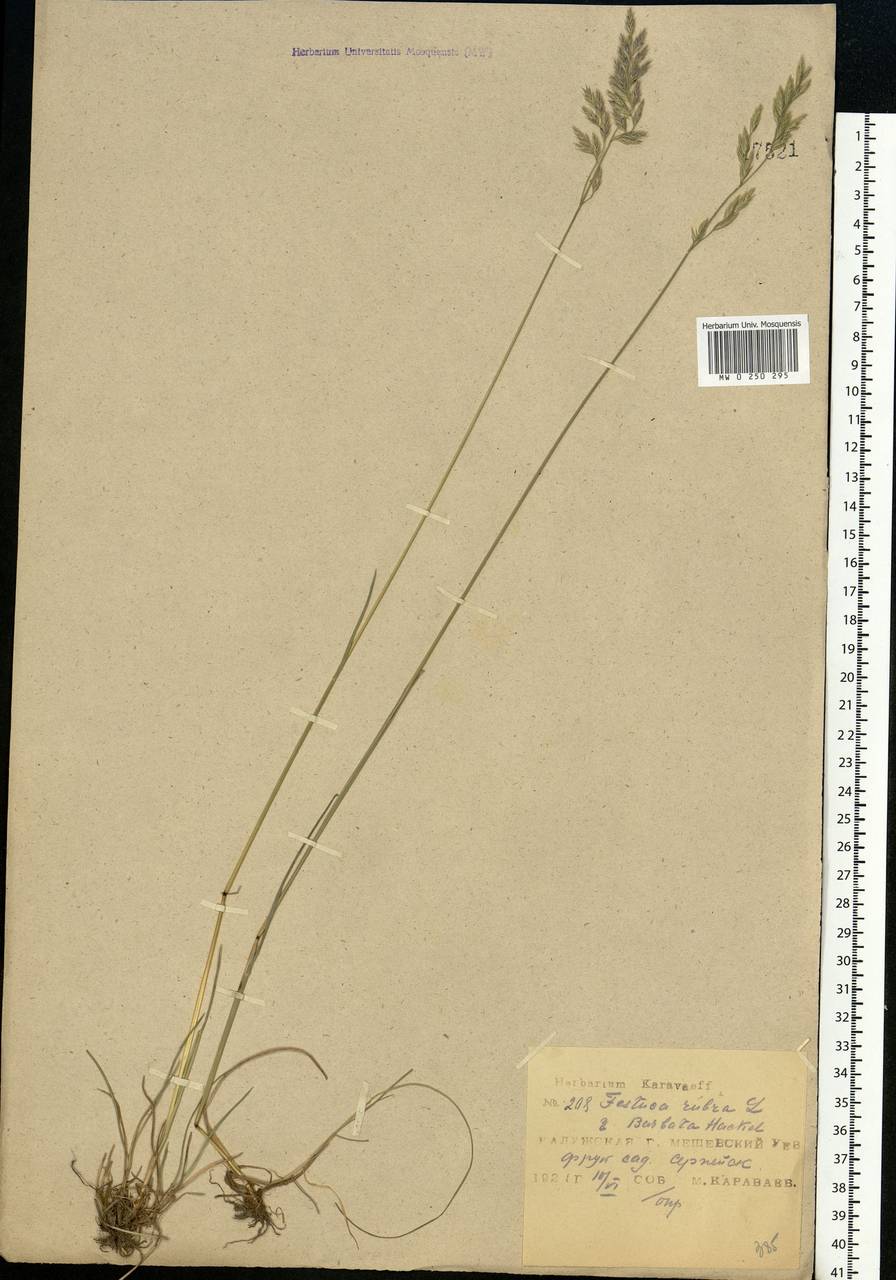 Festuca rubra L., Eastern Europe, Central region (E4) (Russia)