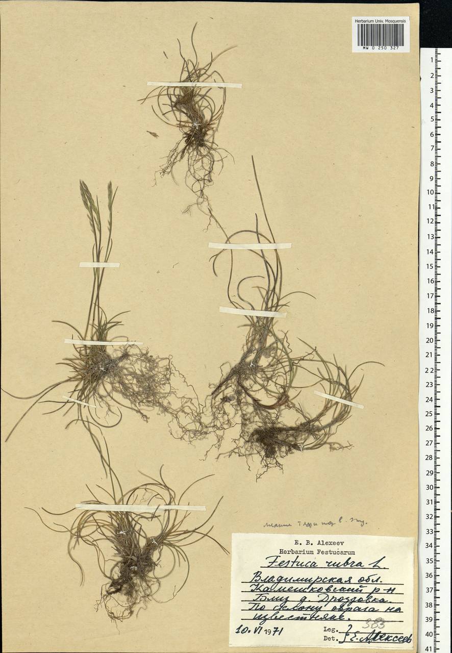 Festuca rubra L., Eastern Europe, Central region (E4) (Russia)