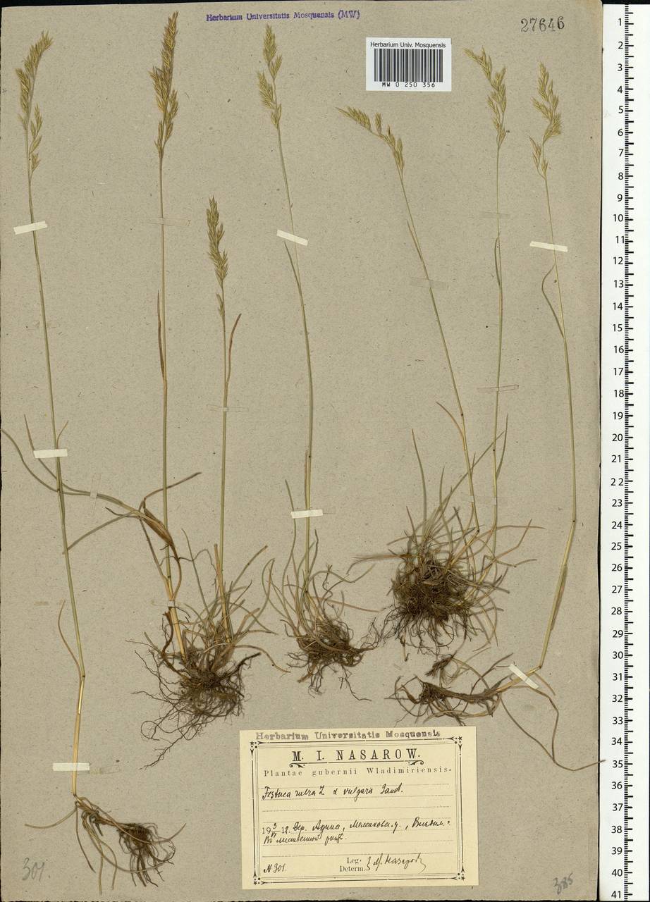 Festuca rubra L., Eastern Europe, Central region (E4) (Russia)